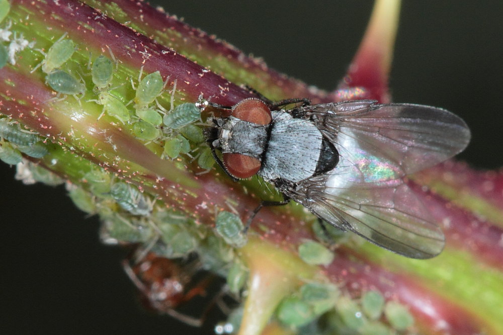 Milichia sp.   .....e qualche considerazione!!
